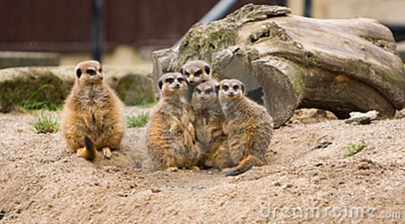 Meerkat family post