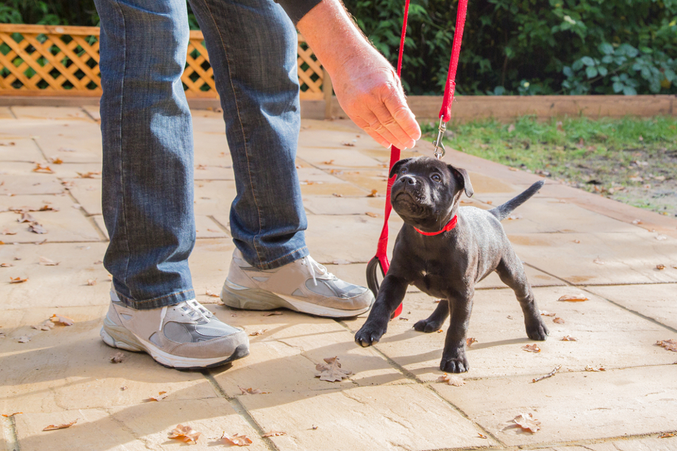 Dog-Training Quick Tricks for Your Furry Friend’s First Holiday