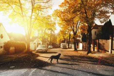 Dog standing on a concrete road surrounded by houses and trees.