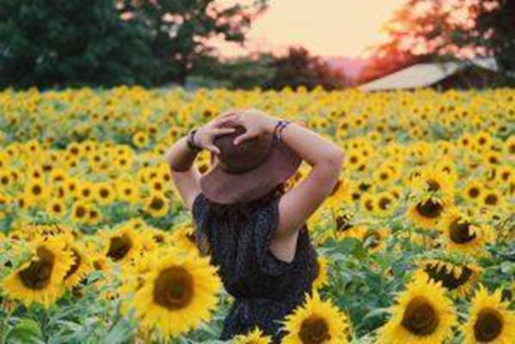 Woman in a black dress wearing a brown hat standing in the sunflower field.